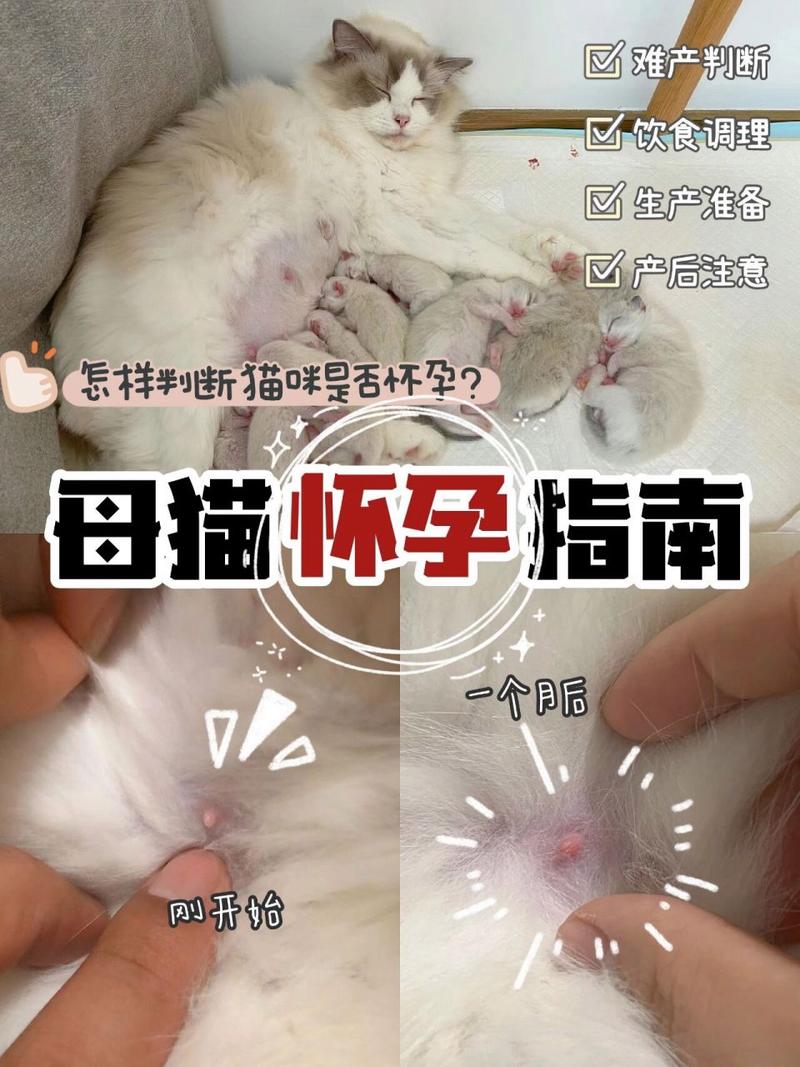 猫咪怀孕乳头有什么变化(猫怀孕多久后乳头开始有变化)