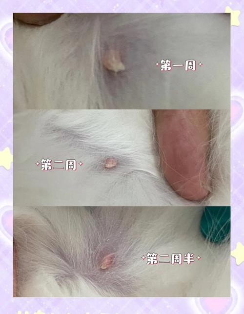 猫咪怀孕的时候乳头会有什么变化呢?