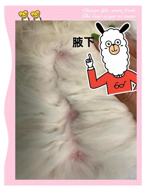 怀孕猫乳头变化