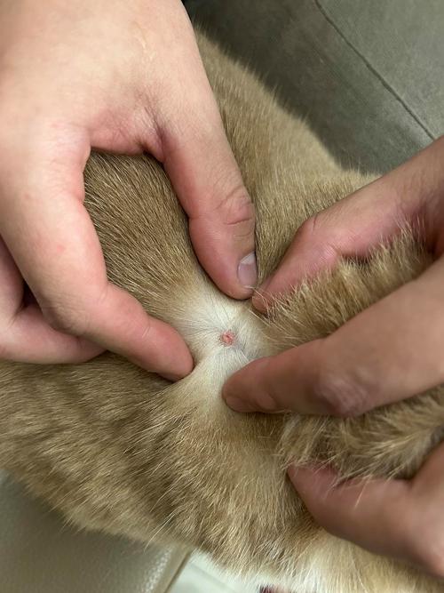 猫咪脖子上起了很多疙瘩还有结痂是怎么了?