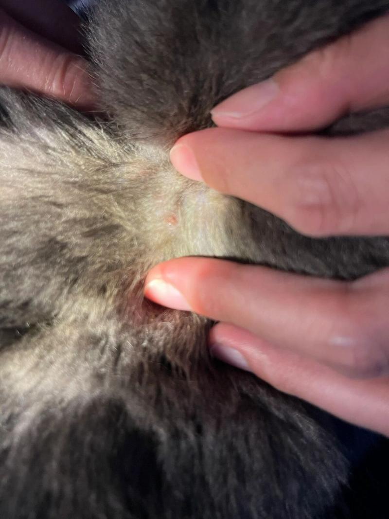 猫咪身上有结痂,掉了以后漏出红肉,是怎么回事,求解
