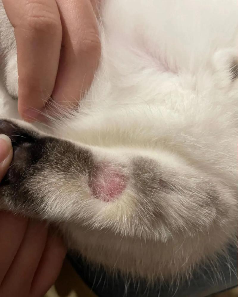 猫咪身上硬疙瘩有结痂