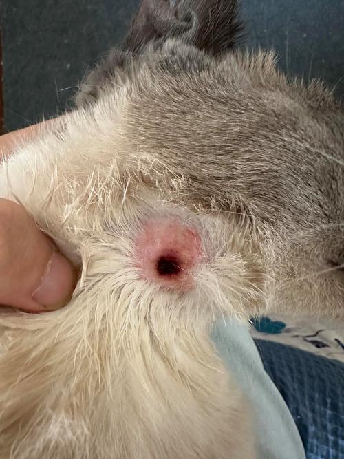 猫咪长了像结痂的东西是什么