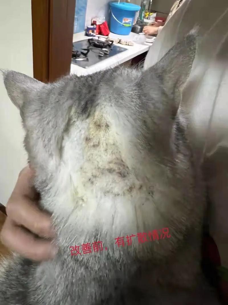 猫咪身上有结痂的硬块是为什么