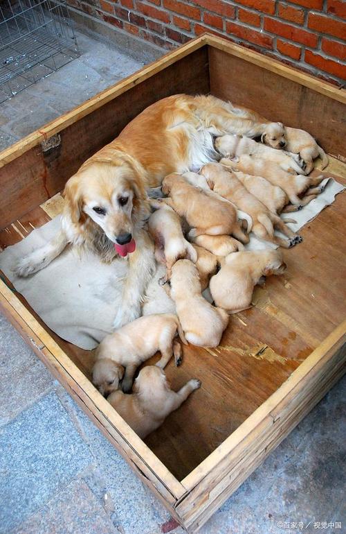 狗狗几个月生小孩子啊?