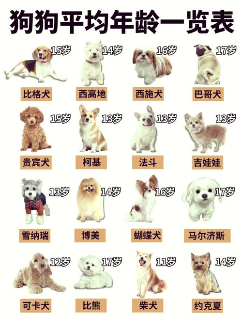 狗狗多大成年?几岁可以生宝宝?