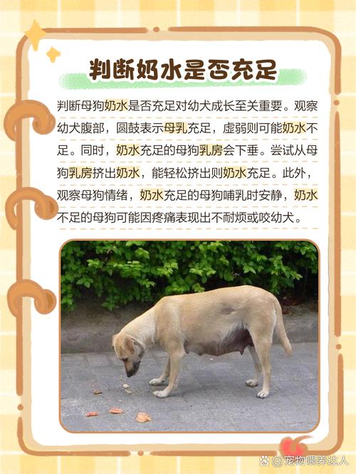 狗吃什么催奶最快