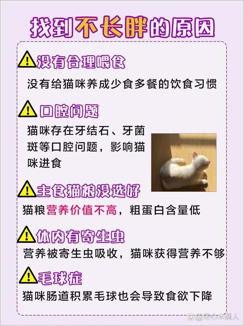 猫咪吃什么食物能长胖