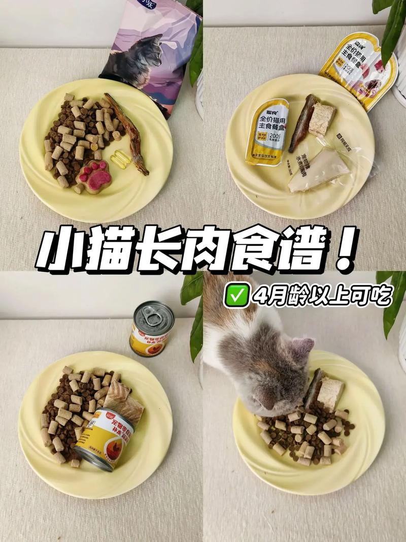 猫咪太瘦怎么能让它胖点