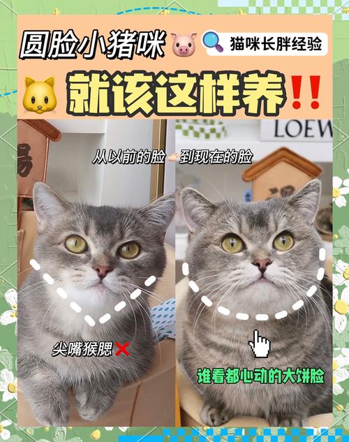 怎么样才能把猫咪养胖一点?
