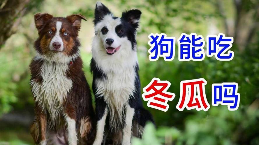 狗狗吃冬瓜的好处