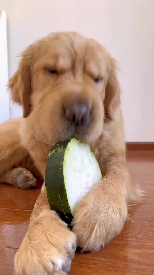 狗狗可以吃冬瓜嘛