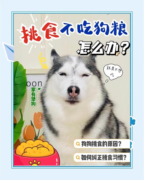 如何训练狗狗吃狗粮