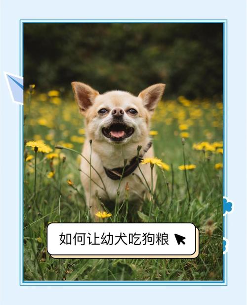 怎么能让狗狗吃狗粮呢?