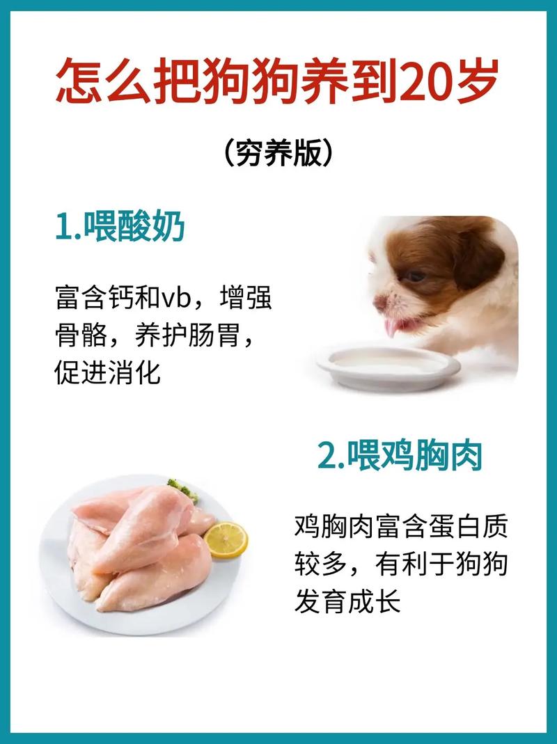 如何诱导狗狗吃狗粮