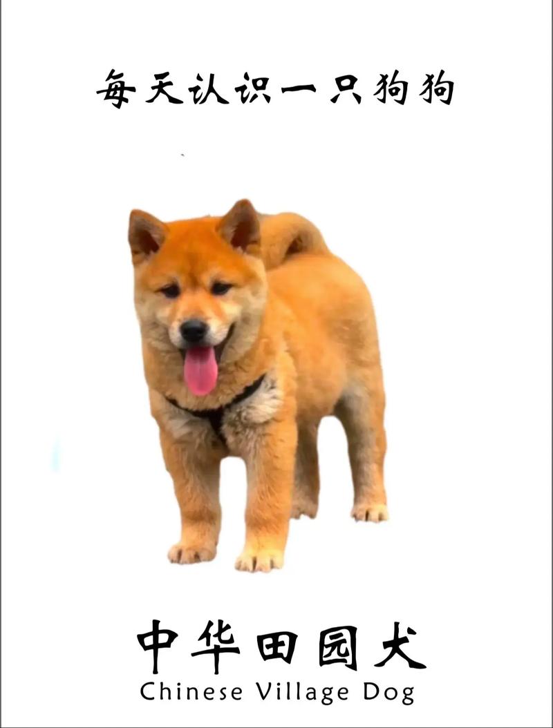 如何分辨狗狗的年龄