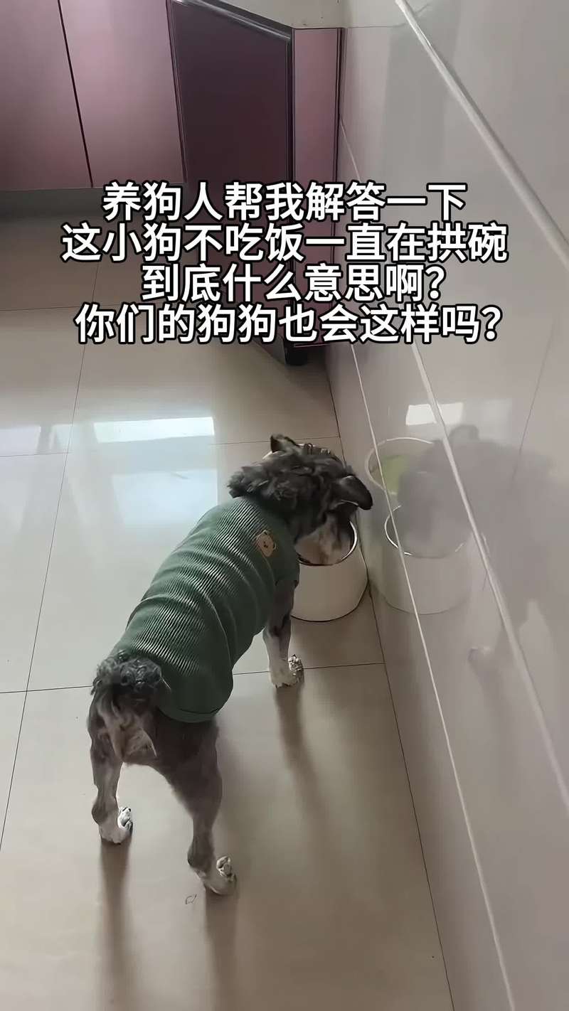 狗狗为什么老是拱饭碗