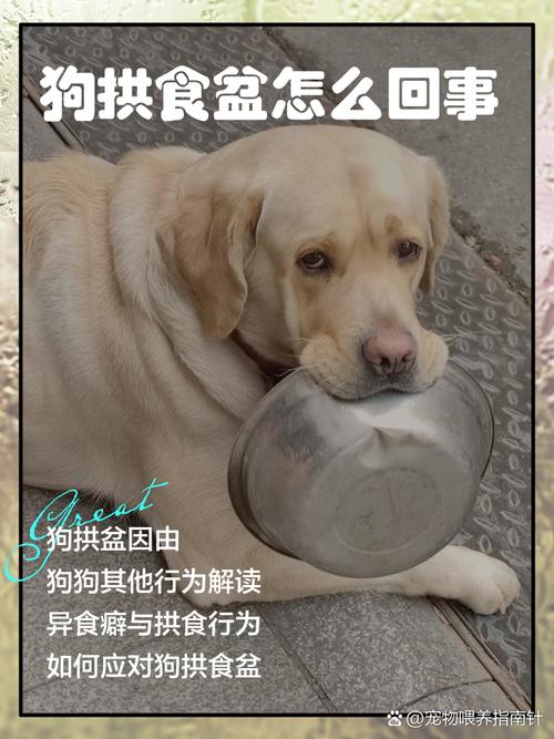 狗狗为什么把食物拱开