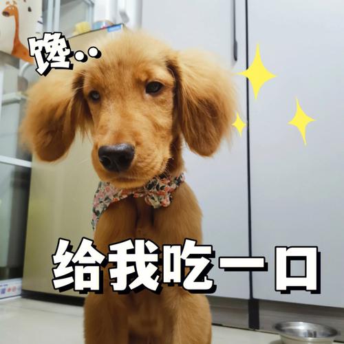 狗狗拱碗是为什么