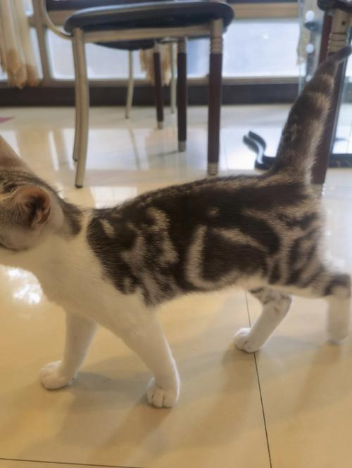 美短猫尴尬期的特征是什么?