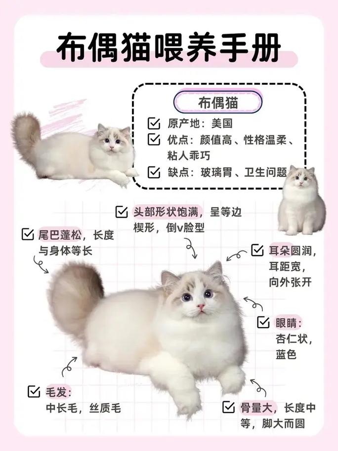 布偶猫的尴尬期在几月