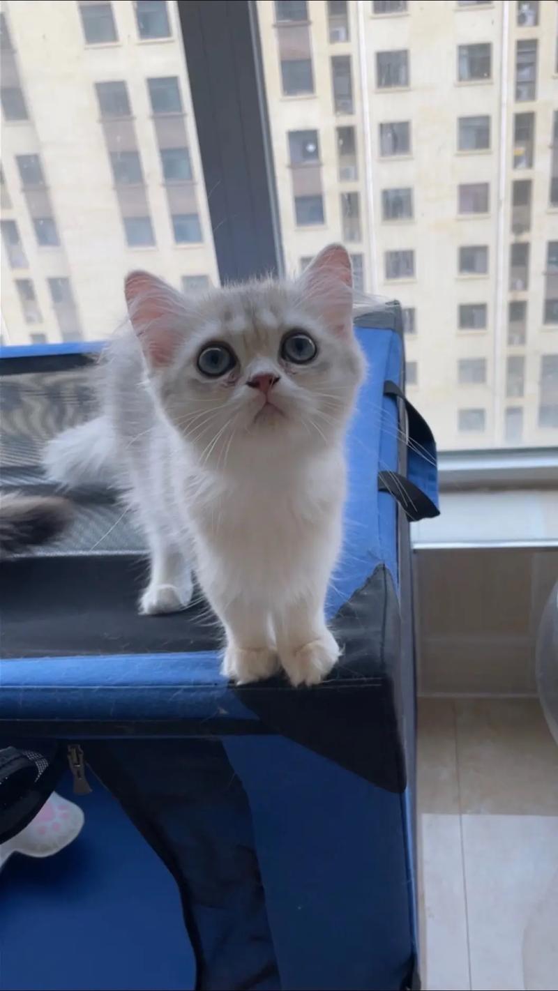 猫咪尴尬期是几个月