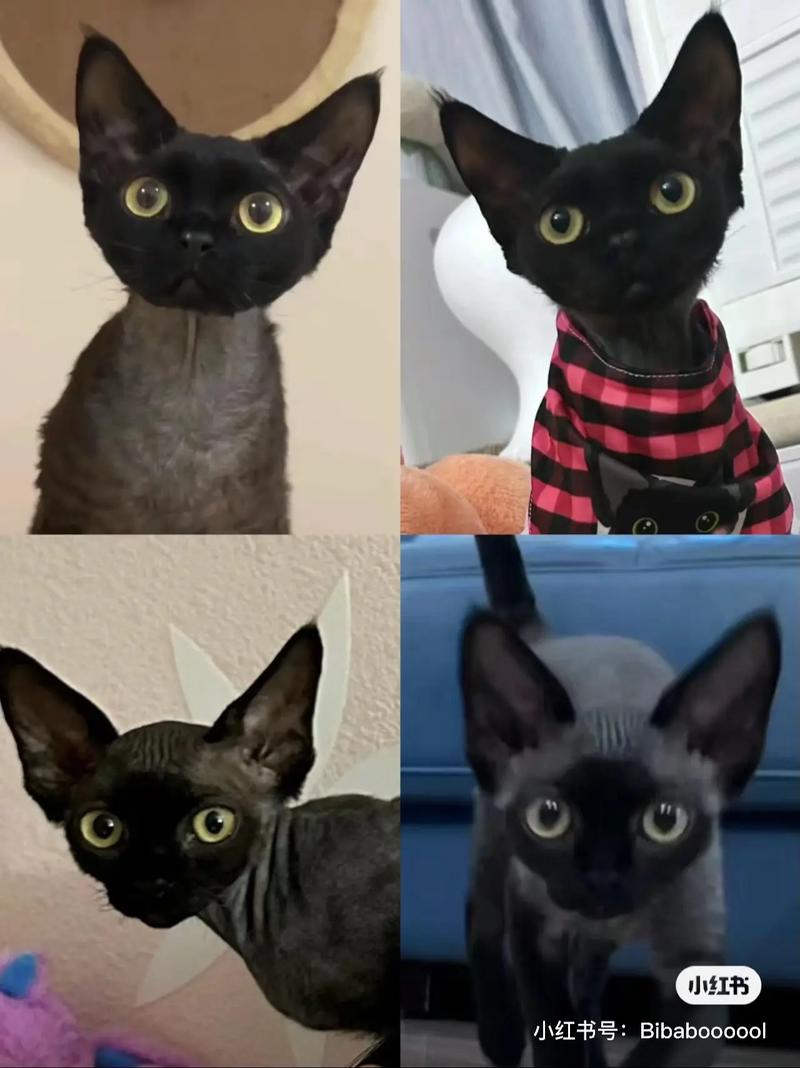 猫真的存在尴尬期一说吗?