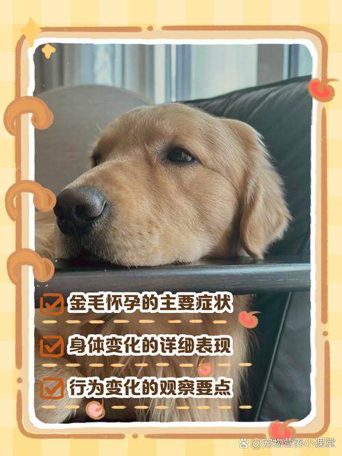 怎么辨别狗狗怀没怀孕