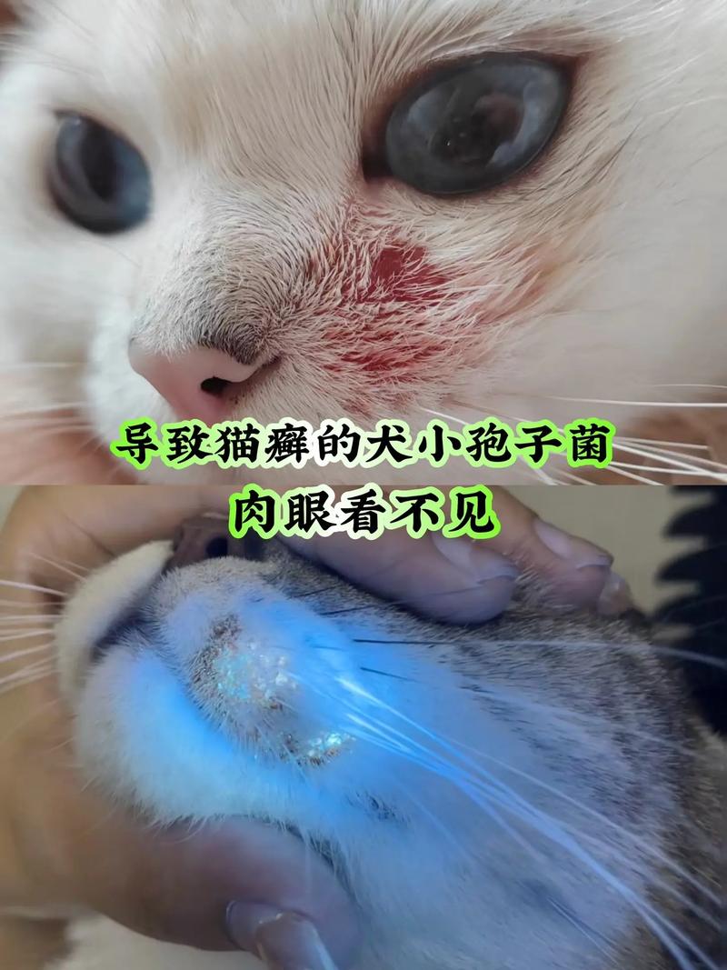猫真菌感染传染人几率大吗