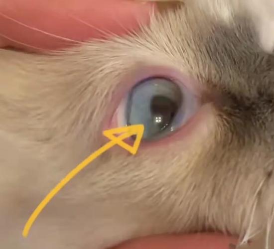 猫咪的内眼角发红