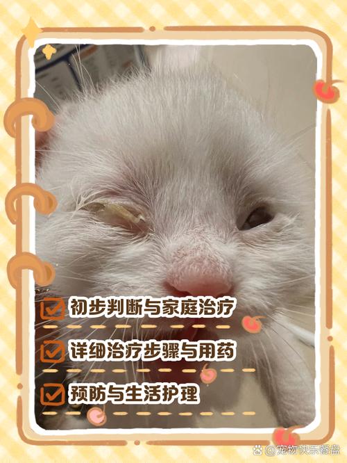 猫咪内眼睑红肿怎么办