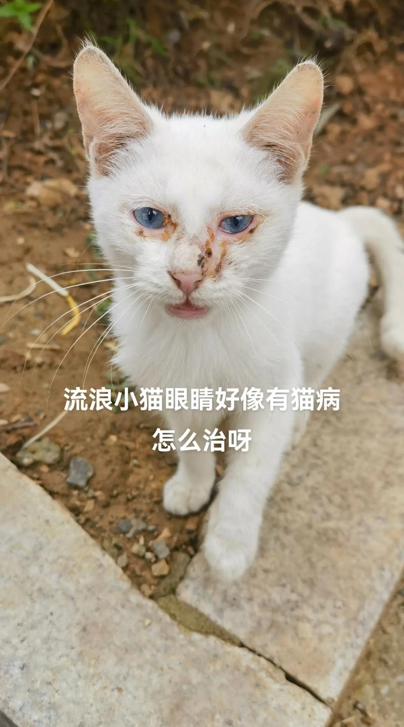 猫内眼睑肿了什么原因