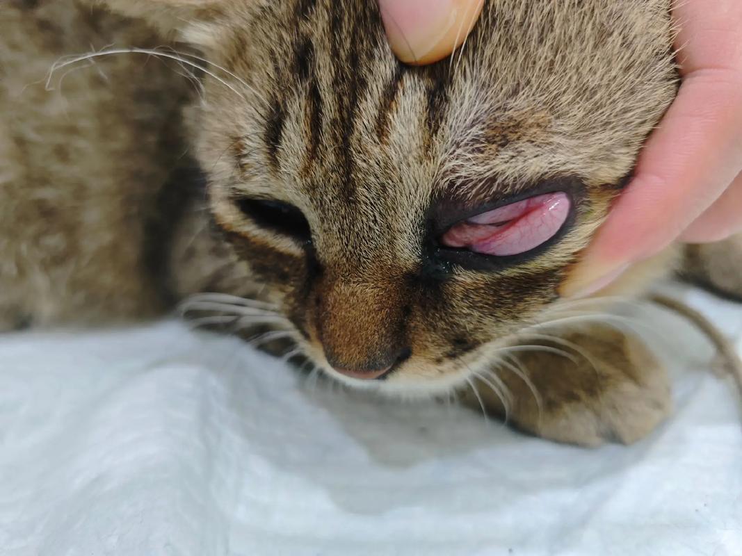 猫咪眼睛红肿是什么原因?