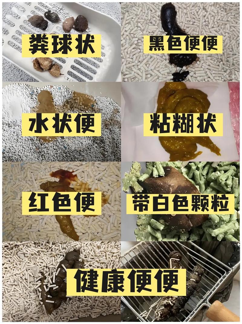猫咪大便干燥怎么办?