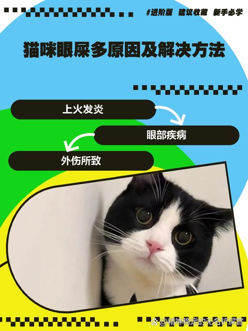 猫咪有黄眼屎怎么办