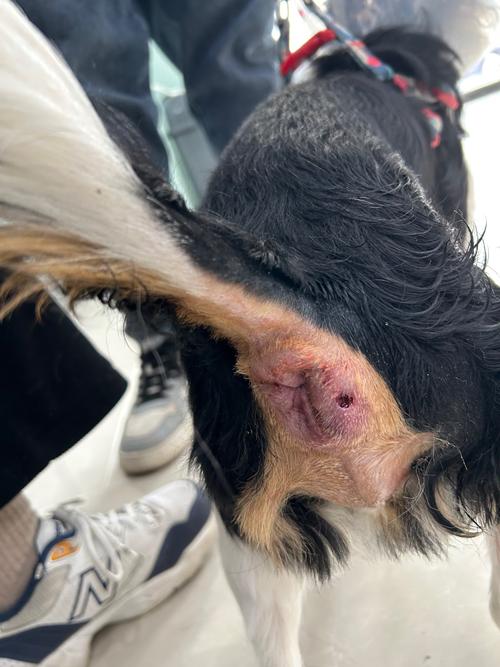 狗狗肛瘘的症状是什么