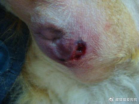 狗狗肛瘘能自己痊愈吗