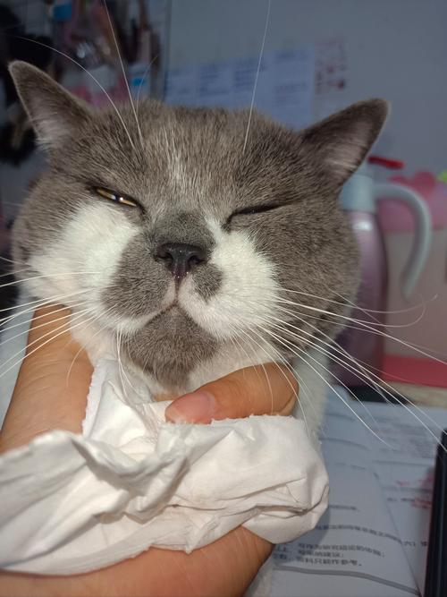 猫咪呼吸声音重像鼻塞,且打喷嚏,猫咪呼吸声音重像鼻塞没有鼻涕_百度...