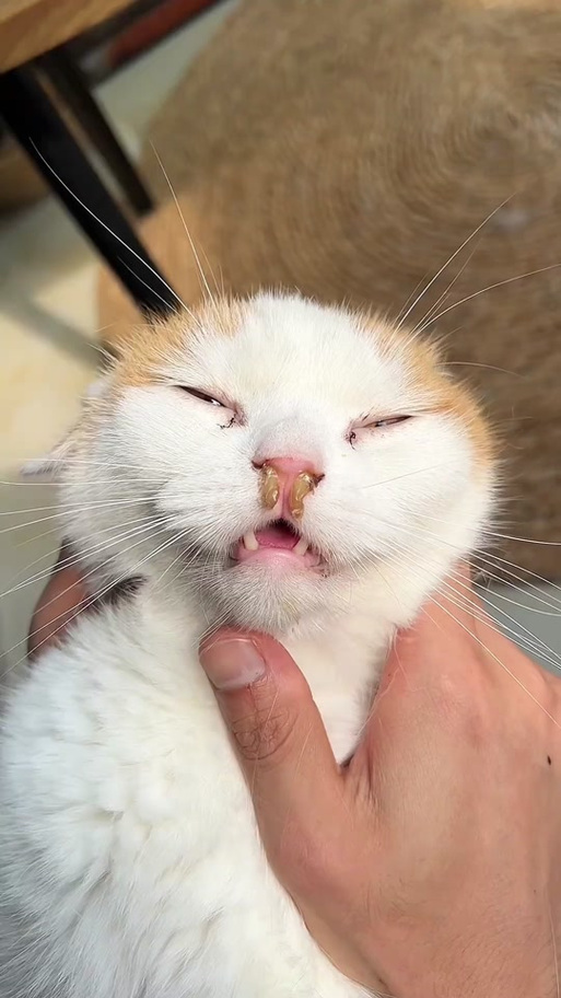 我家猫呼吸像有痰鼻塞怎么办?