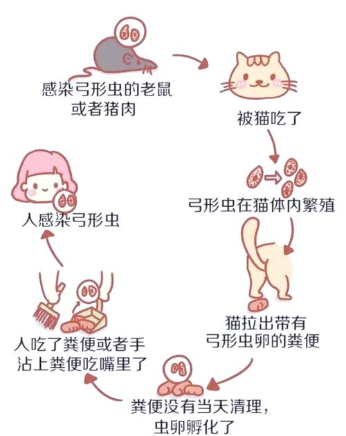 猫怎么驱虫预防弓形虫