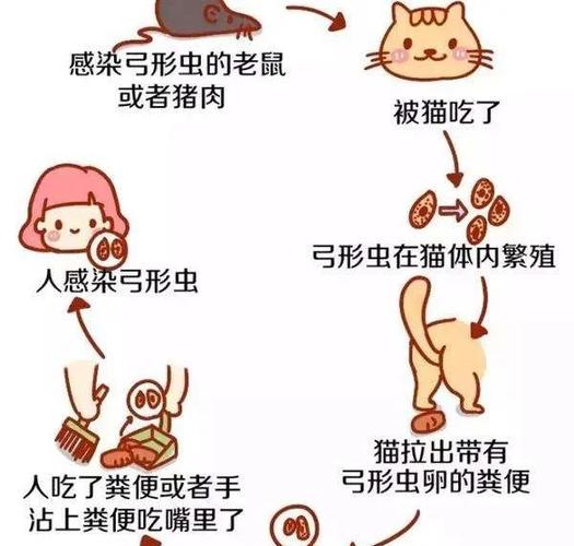 猫咪弓形虫的预防