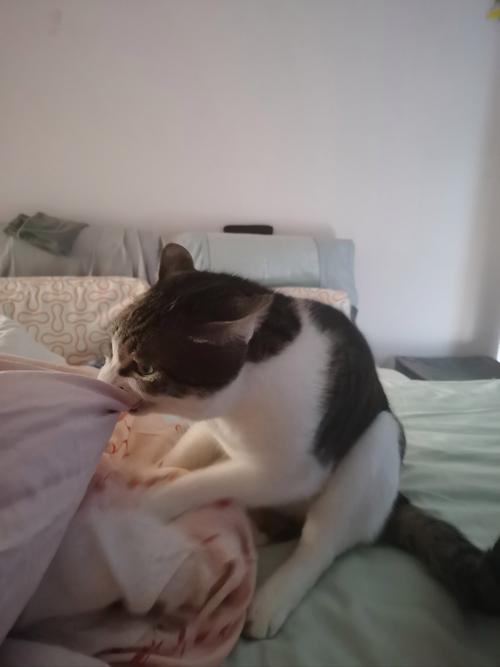 猫咪为什么把爪子放在被子上一伸一伸