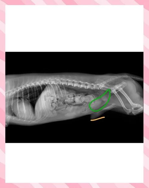 狗狗前列腺炎症状