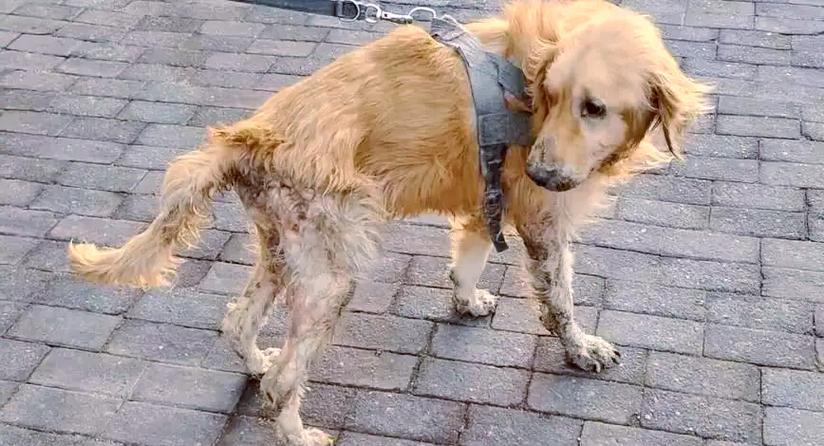 狗狗前列腺囊肿的症状有哪些