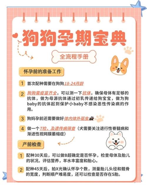 博美犬怀孕怎么照顾