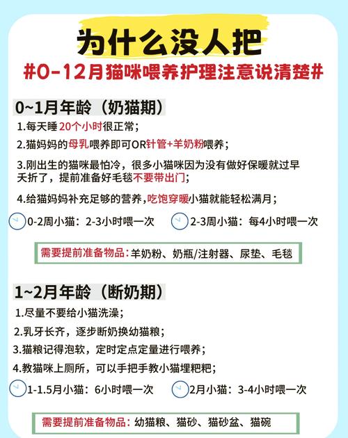 怎么喂养刚出生的小猫咪?
