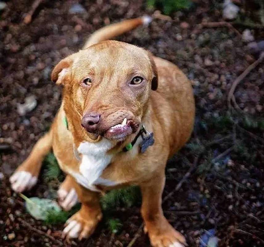 狗狗叛逆期要多久