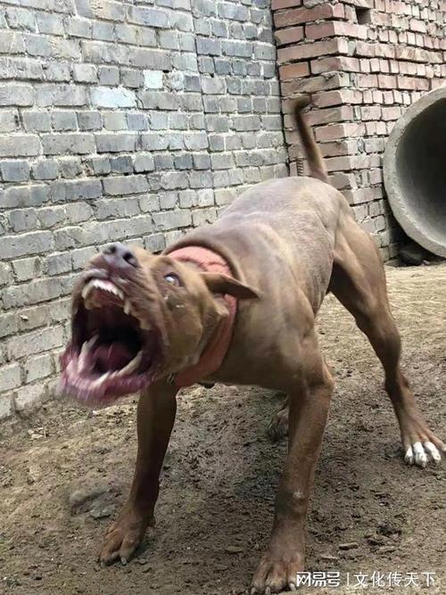 边牧最难养的阶段