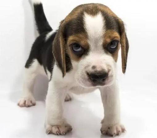 狗狗叛逆期多长?