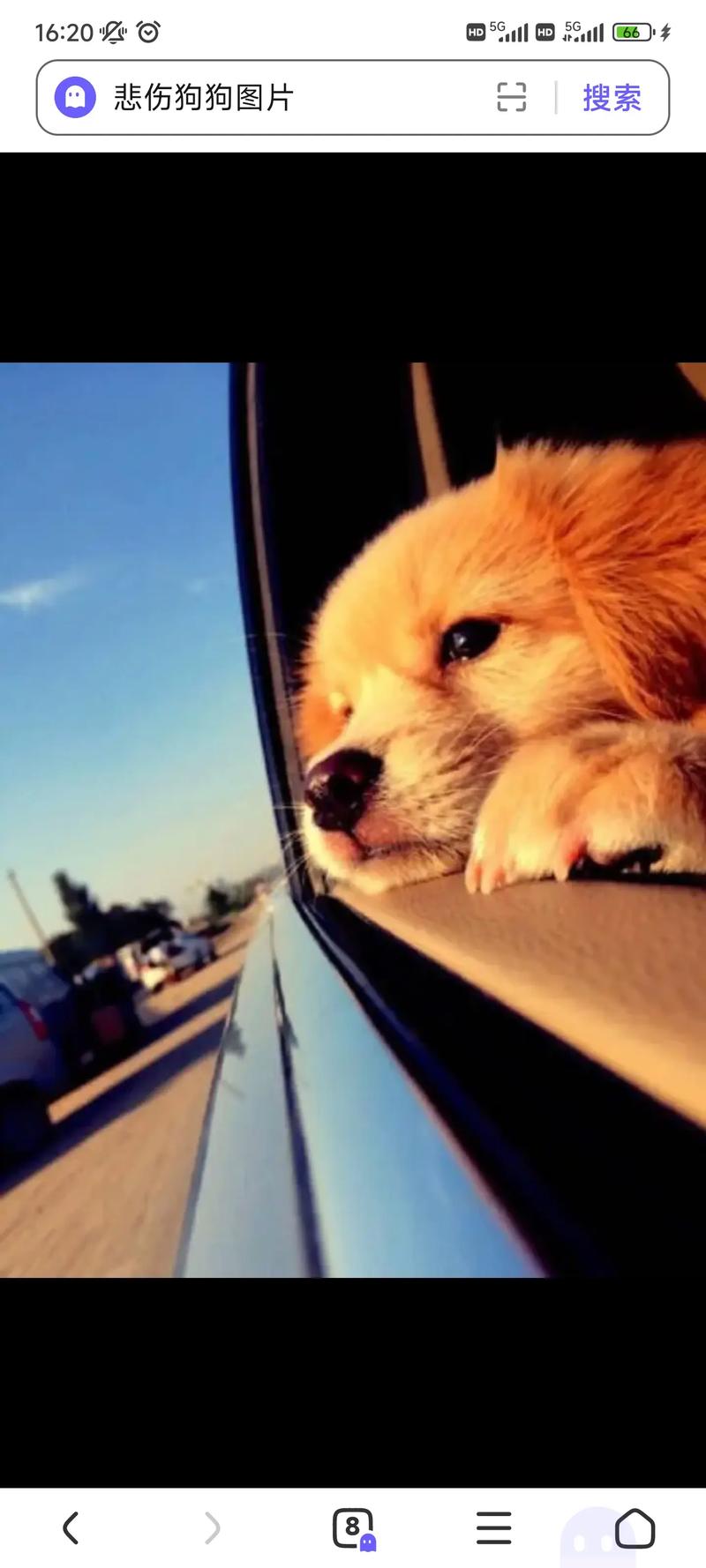 狗狗心情低落的表现有哪些怎么判断是否抑郁